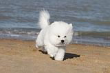 BICHON FRISE 085